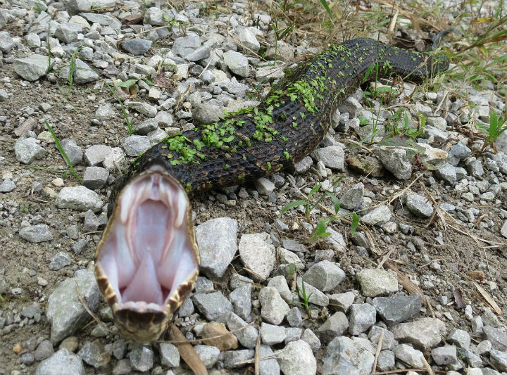 Cottonmouth